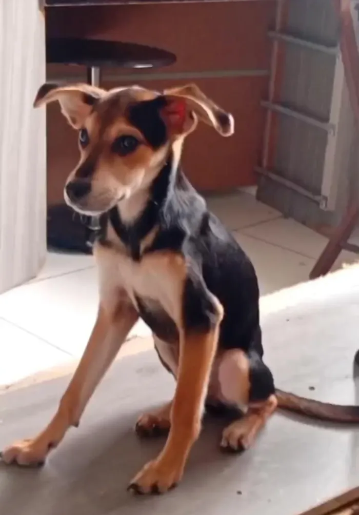 Cachorro raça SRD-ViraLata idade 2 a 6 meses nome Quito