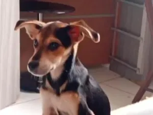 Cachorro raça SRD-ViraLata idade 2 a 6 meses nome Quito