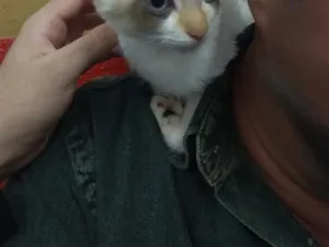Gato raça SRD-ViraLata idade 2 a 6 meses nome Sem nome