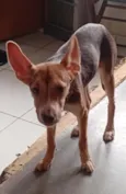 Zinha 