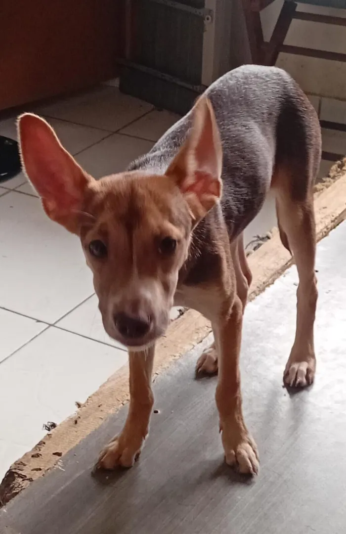 Cachorro raça SRD-ViraLata idade 2 a 6 meses nome Zinha 