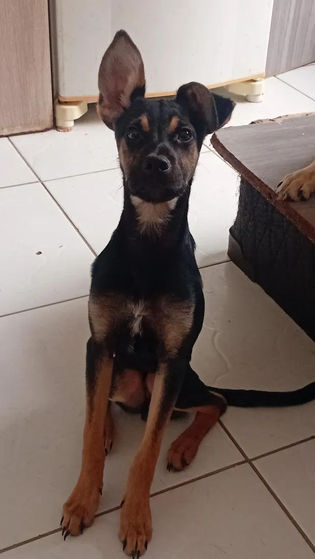 Cachorro raça SRD-ViraLata idade 2 a 6 meses nome CP