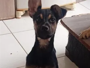 Cachorro raça SRD-ViraLata idade 2 a 6 meses nome CP