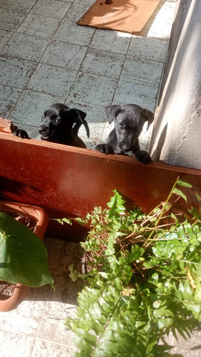 Cachorro raça SRD-ViraLata idade Abaixo de 2 meses nome Fred