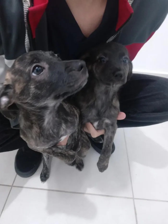 Cachorro raça SRD-ViraLata idade 2 a 6 meses nome Torrada e Neguinha