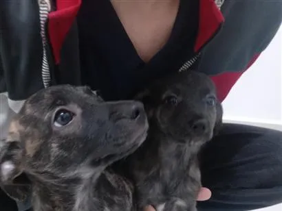Cachorro raça SRD-ViraLata idade 2 a 6 meses nome Torrada e Neguinha