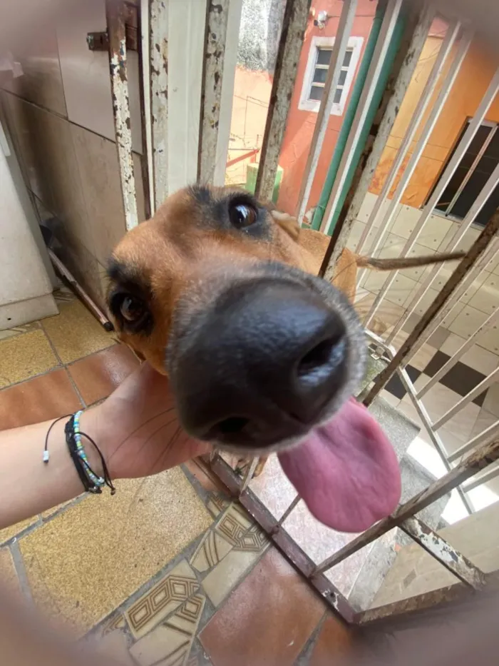 Cachorro raça SRD-ViraLata idade 4 anos nome Fiona