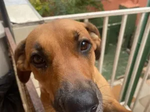 Cachorro raça SRD-ViraLata idade 4 anos nome Fiona