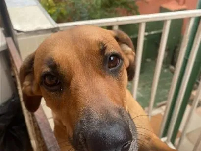 Cachorro raça SRD-ViraLata idade 4 anos nome Fiona
