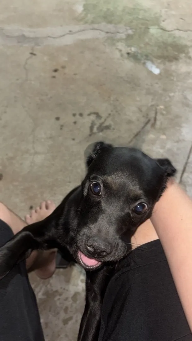 Cachorro raça SRD-ViraLata idade 2 a 6 meses nome Pode escolher
