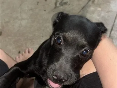 Cachorro raça SRD-ViraLata idade 2 a 6 meses nome Pode escolher