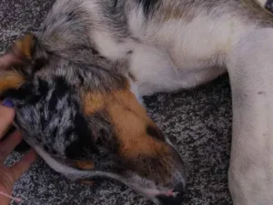 Cachorro raça SRD-ViraLata idade 1 ano nome N sei
