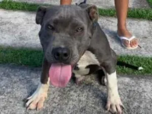 Cachorro raça Pit-Bull idade 2 a 6 meses nome Nick