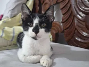 Gato raça SRD-ViraLata idade 2 a 6 meses nome José