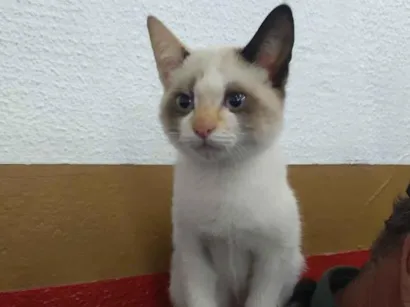 Gato raça SRD-ViraLata idade 2 a 6 meses nome Sem nome