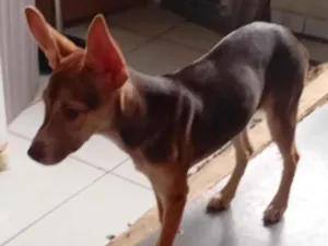 Cachorro raça SRD-ViraLata idade 2 a 6 meses nome Zinha 
