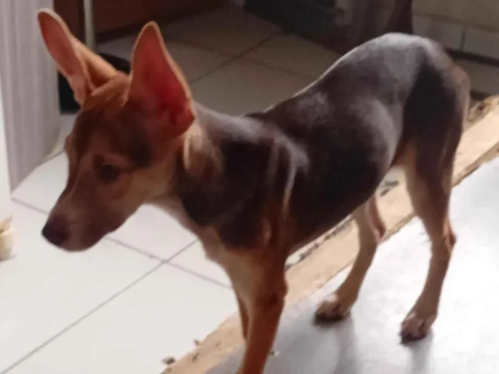 Cachorro raça SRD-ViraLata idade 2 a 6 meses nome Zinha 