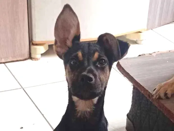 Cachorro raça SRD-ViraLata idade 2 a 6 meses nome CP