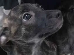 Cachorro raça SRD-ViraLata idade 2 a 6 meses nome Torrada e Neguinha