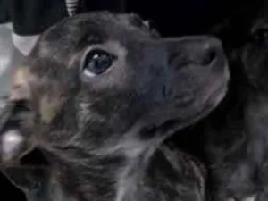Cachorro raça SRD-ViraLata idade 2 a 6 meses nome Torrada e Neguinha