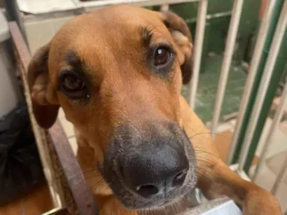 Cachorro raça SRD-ViraLata idade 4 anos nome Fiona