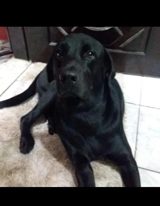 Cachorro raça Labrador idade 4 anos nome Billy 
