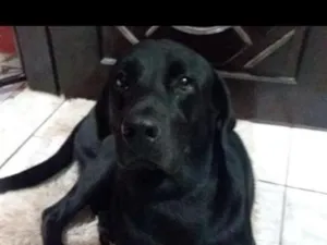 Cachorro raça Labrador idade 4 anos nome Billy 