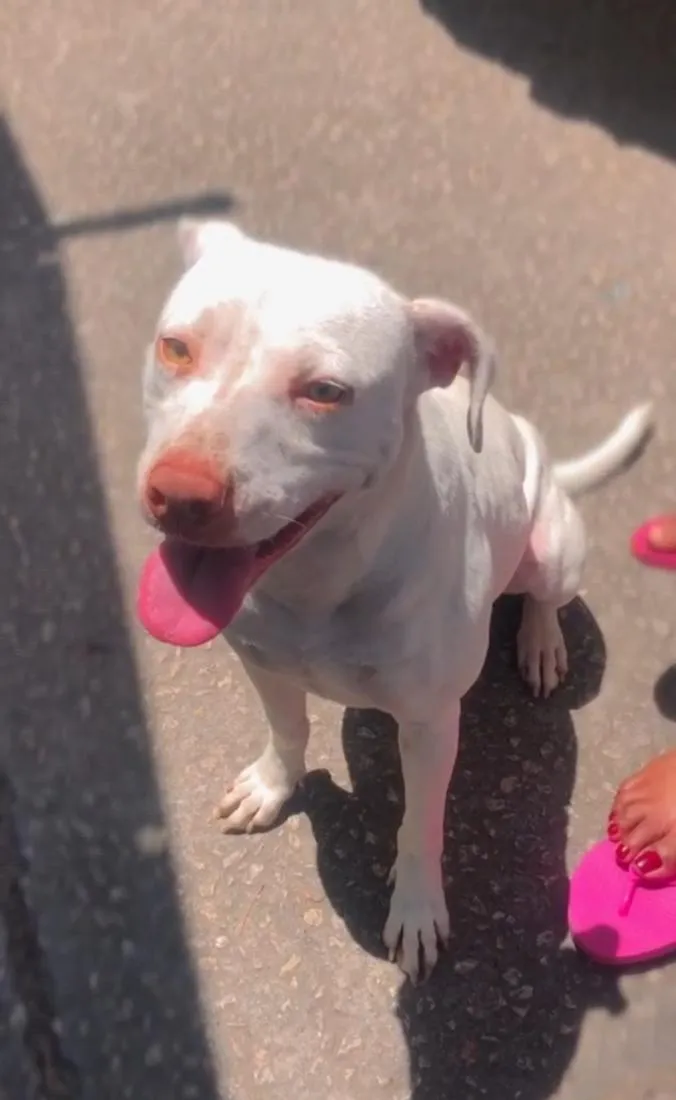 Cachorro raça SRD-ViraLata idade 3 anos nome Merye
