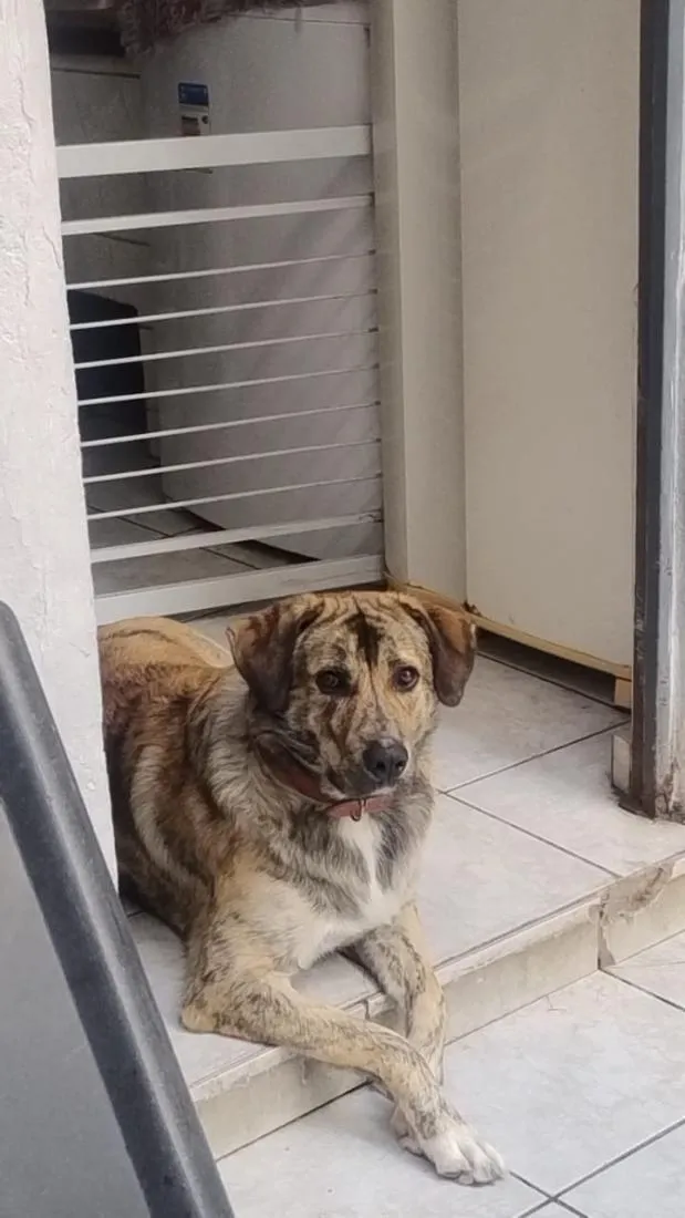 Cachorro raça SRD-ViraLata idade 1 ano nome Rocambole