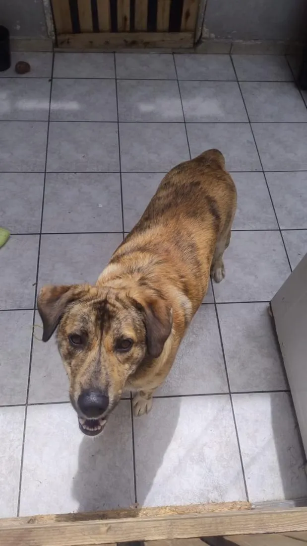 Cachorro raça SRD-ViraLata idade 1 ano nome Rocambole