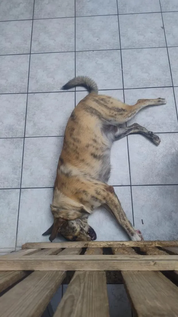 Cachorro raça SRD-ViraLata idade 1 ano nome Rocambole