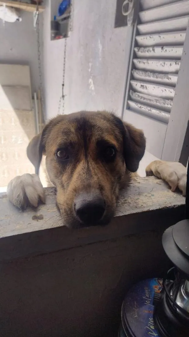 Cachorro raça SRD-ViraLata idade 1 ano nome Rocambole