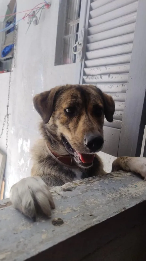 Cachorro raça SRD-ViraLata idade 1 ano nome Rocambole