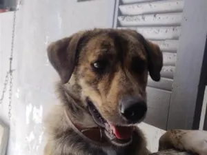 Cachorro raça SRD-ViraLata idade 1 ano nome Rocambole