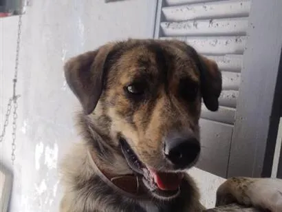 Cachorro raça SRD-ViraLata idade 1 ano nome Rocambole