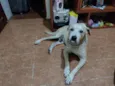 cabuloso 