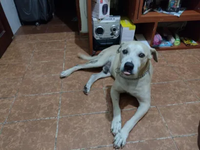 Cachorro raça SRD-ViraLata idade 6 ou mais anos nome cabuloso 