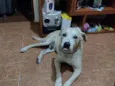 cabuloso 