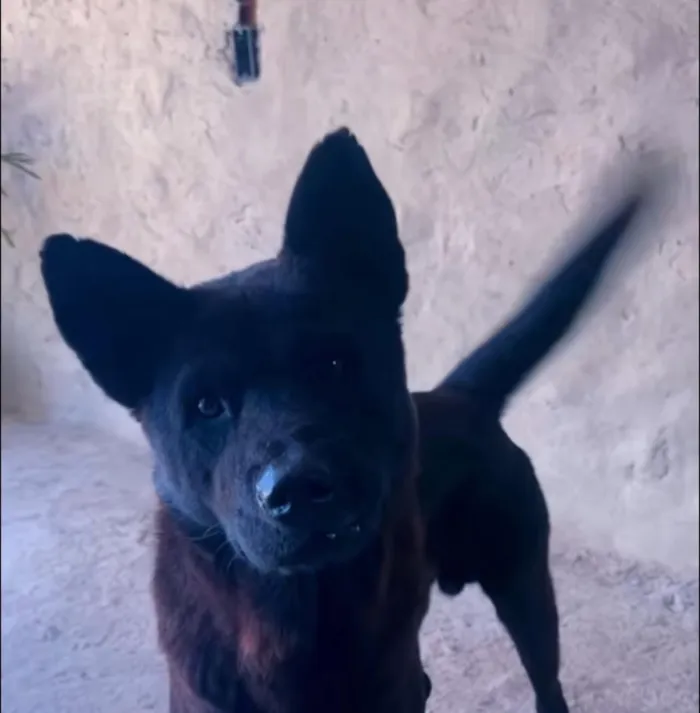 Cachorro raça SRD-ViraLata idade 2 anos nome Poze