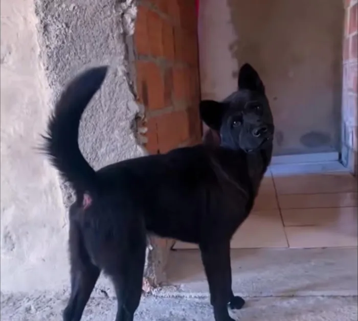 Cachorro raça SRD-ViraLata idade 2 anos nome Poze