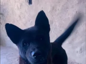 Cachorro raça SRD-ViraLata idade 2 anos nome Poze