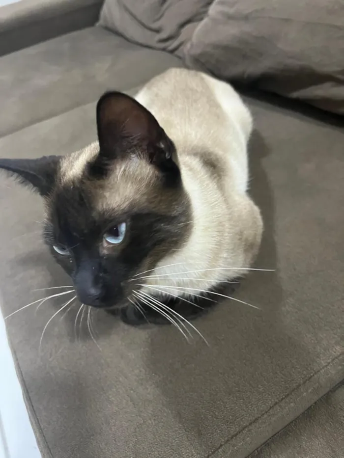 Gato raça Siamês idade 1 ano nome Pistache