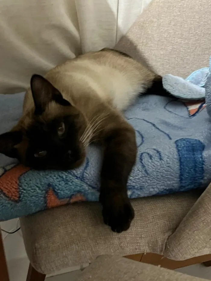 Gato raça Siamês idade 1 ano nome Pistache