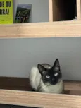 Pistache