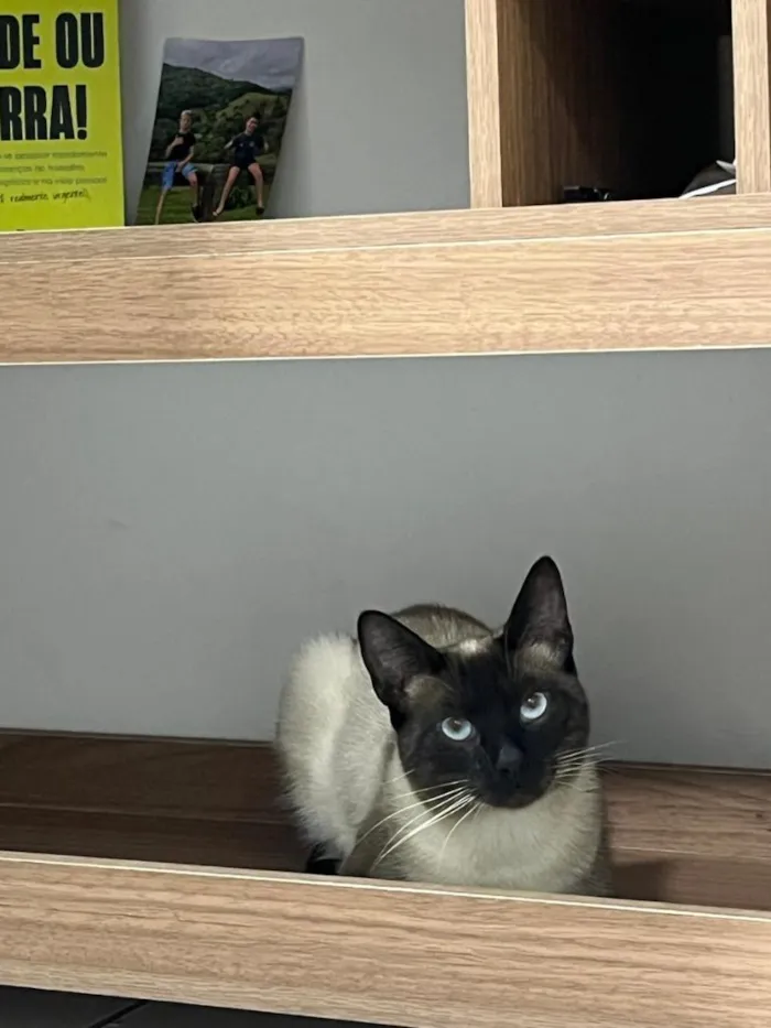Gato raça Siamês idade 1 ano nome Pistache