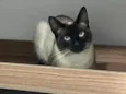 Pistache