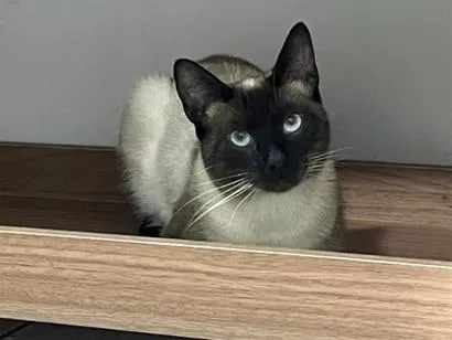 Gato raça Siamês idade 1 ano nome Pistache