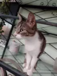 Nala 