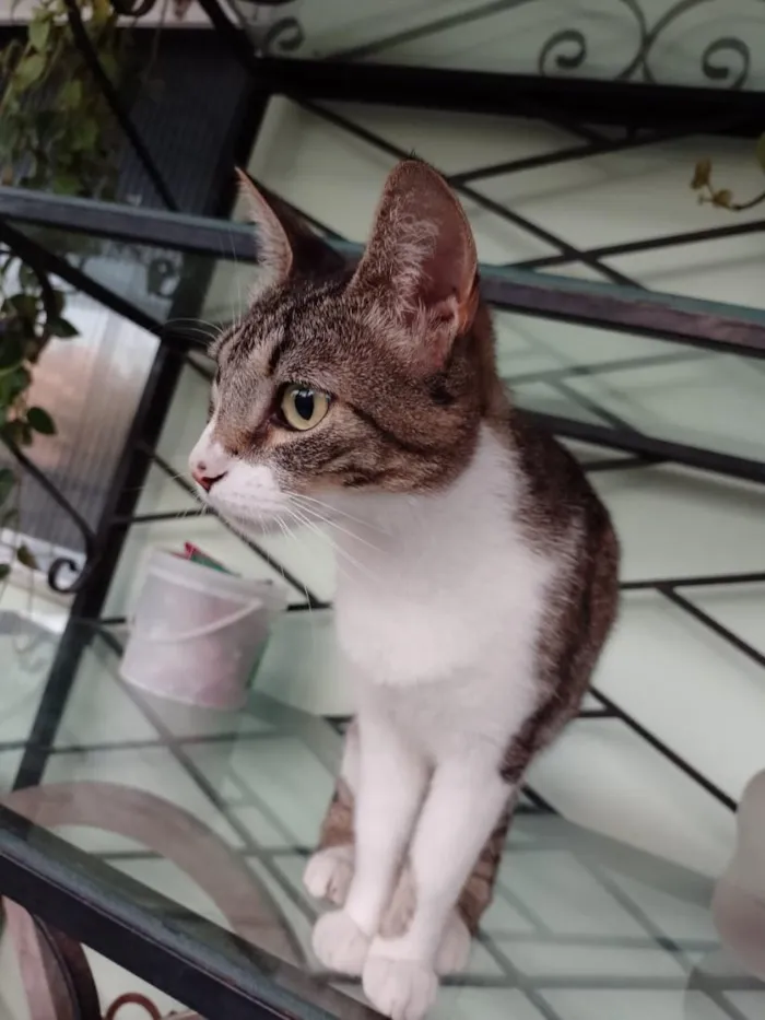 Gato raça SRD-ViraLata idade 2 anos nome Nala 