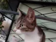 Nala 